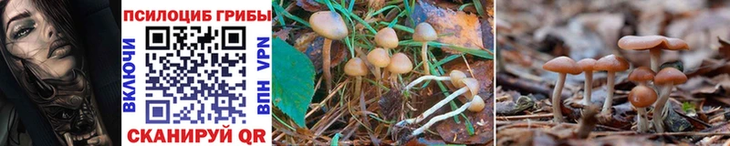 где купить наркоту  Петропавловск-Камчатский  Псилоцибиновые грибы Magic Shrooms 